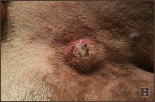 dog tumors - hemangiosarcoma