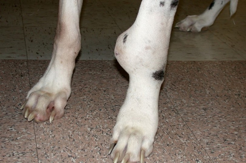 osteosarcoma bone cancer in dogs