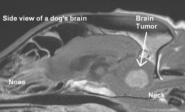 brain tumor in dogs, brain cancer